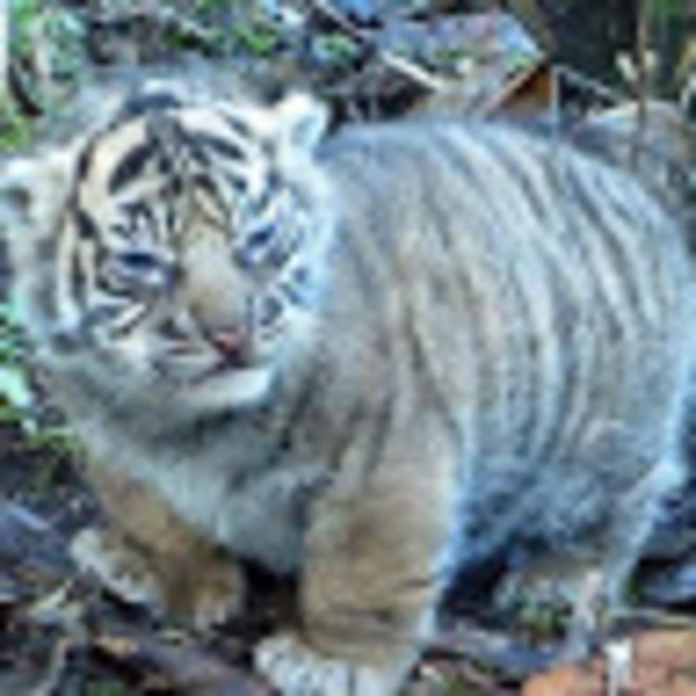 Meet your Posher, Martin